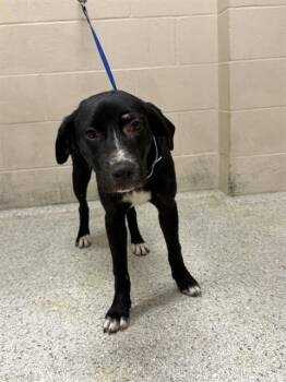 A430009 -  Labrador Retriever and Mixed Breed Dog for Adoption in Conroe, Texas - A430009 | PetCurious