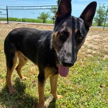 Blink JuM -  German Shepherd Dog Dog for Adoption in Austin, Texas - Blink JuM | PetCurious