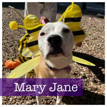 Rescue Border Collie and Boxer Dogs for Adoption in Cumming, Georgia - Mary Jane | PetCurious