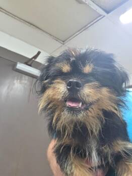 Sun Tzu -  Shih Tzu Dog for Adoption in Nacogdoches, Texas - Sun Tzu | PetCurious