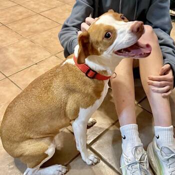 Marina -  Beagle and Rat Terrier Dog for Adoption in Austin, Texas - Marina | PetCurious