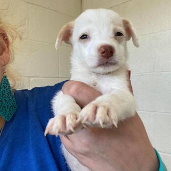 Pippi -  Rat Terrier and Chihuahua Dog for Adoption in Austin, Texas - Pippi | PetCurious