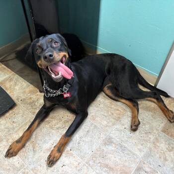 Rescue Rottweiler and Mixed Breed Dogs for Adoption in Boerne, Texas - Ada | PetCurious
