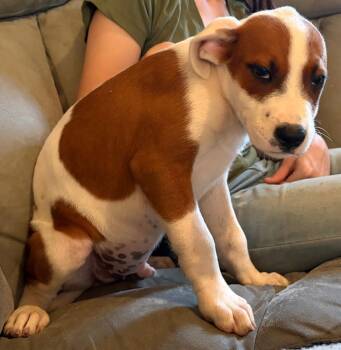 Sully Monster -  Mixed Breed Dog for Adoption in St. Augustine, Florida - Sully Monster | PetCurious