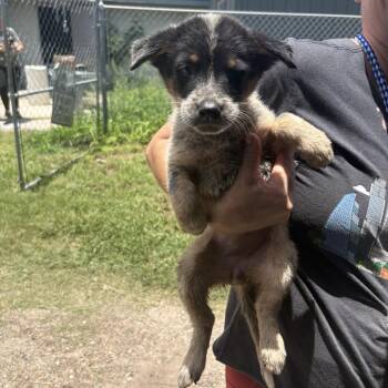 Izzy -  Mixed Breed Dog for Adoption in Austin, Texas - Izzy | PetCurious