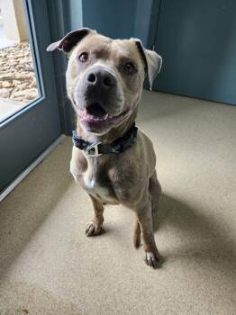 Pit Bull Terrier and Mixed Breed Dogs Available for Adoption in Newton, North Carolina - BILL | PetCurious