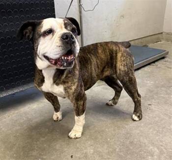 BELLA -  English Bulldog Dog for Adoption in Camarillo, California - BELLA | PetCurious