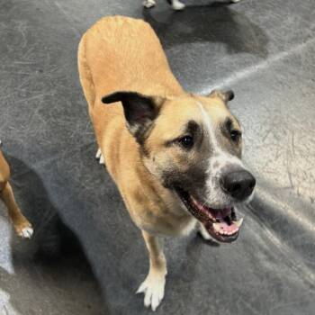 *** Gunner -  Shepherd Dog for Adoption in Oceanside, California - *** Gunner | PetCurious