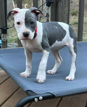 Pit Bull Terrier Dogs Available for Adoption - Dixie | PetCurious