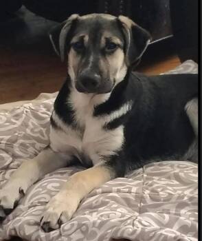 German Shepherd Dog Dogs Available for Adoption - Hans | PetCurious