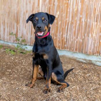 Mixed Breed Dogs Available for Adoption in Palm Springs, California - Little Dude | PetCurious