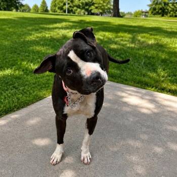 Pit Bull Terrier Dogs Available for Adoption in East St. Louis, Illinois - Soxs | PetCurious