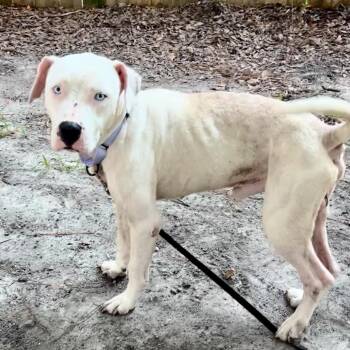 Caine -  Mixed Breed Dog for Adoption in Summerville, South Carolina - Caine | PetCurious