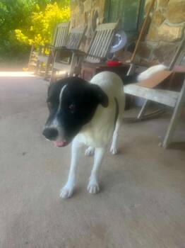 calvin -  Australian Cattle Dog Blue Heeler and Pointer Dog for Adoption in Lakewood Ranch, Florida - Calvin | PetCurious