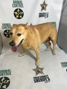 SHEBA SMILES -  Labrador Retriever and Mixed Breed Dog for Adoption in Winter Haven, Florida - SHEBA SMILES | PetCurious