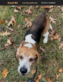 Rescue Beagle Dogs for Adoption in Benton, Pennsylvania - Hunter | PetCurious