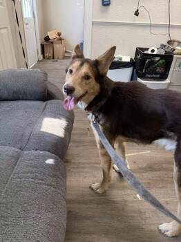 Rescue Husky and German Shepherd Dog Dogs for Adoption in Winchester, Indiana - Hunter | PetCurious