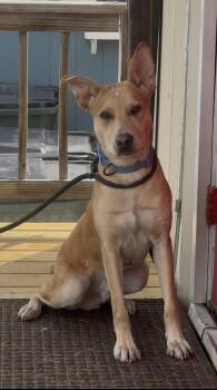 Tommy -  German Shepherd Dog Dog for Adoption in Tyler, Texas - Tommy | PetCurious