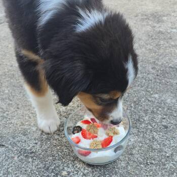 Monty - available 9/18 -  Australian Shepherd and Bernese Mountain Dog Dog for Adoption in Sparta, New Jersey - Monty - Available 9/18 | PetCurious