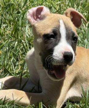 RUPAUL* -  Pit Bull Terrier and Mixed Breed Dog for Adoption in Santa Cruz, California - RUPAUL* | PetCurious