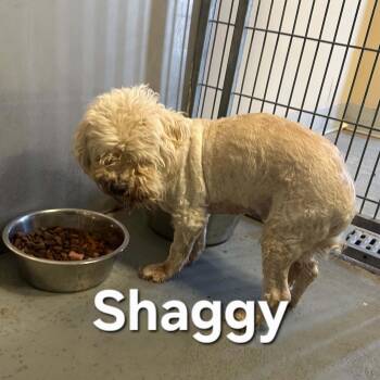 Shaggy -  Mixed Breed Dog for Adoption in Truth Or Consequences, New Mexico - Shaggy | PetCurious