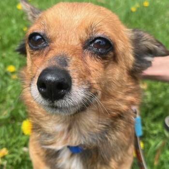 Chihuahua Dogs Available for Adoption in Ottawa Hills, Ohio - Leah | PetCurious