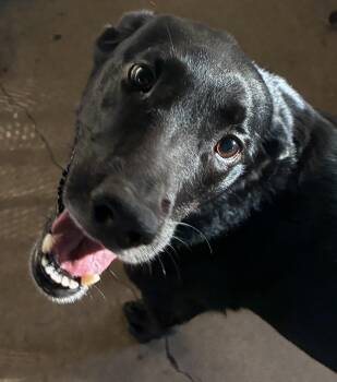 Rosie -  Retriever and Labrador Retriever Dog for Adoption in Mesquite, Texas - Rosie | PetCurious