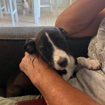 Espresso -  Mixed Breed Dog for Adoption in San Diego, California - Espresso | PetCurious
