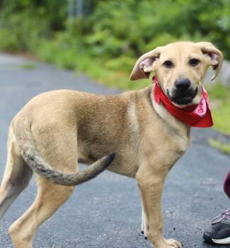 Rumi in NH. Come Meet our Adoptable Dogs Wednesday-Saturday. Mor -  Labrador Retriever Dog for Adoption in Manchester, New Hampshire - Rumi In NH. Come Meet Our Adoptable Dogs Wednesday-Saturday. Mor | PetCurious