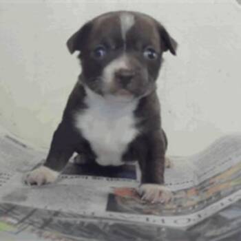 Star Crunch -  Chihuahua Dog for Adoption in Park Row, Texas - Star Crunch | PetCurious