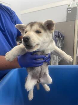 Mixed Breed Dogs Available for Adoption - DAKOTA | PetCurious