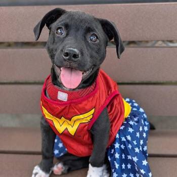 Georgia Rae -  Labrador Retriever and Mixed Breed Dog for Adoption in Helena, Alabama - Georgia Rae | PetCurious