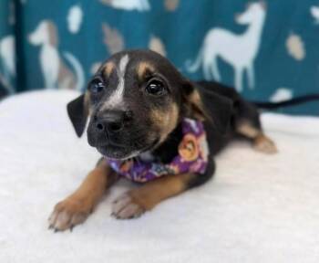 Rye -  Beagle and Chihuahua Dog for Adoption in Sedalia, Colorado - Rye | PetCurious