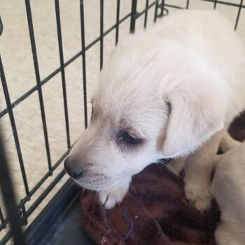 Kinsey -  Labrador Retriever and Mixed Breed Dog for Adoption in Taos, New Mexico - Kinsey | PetCurious
