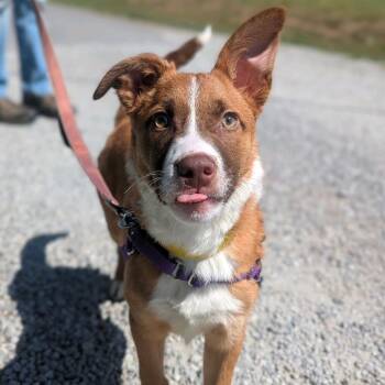 Mixed Breed Dogs Available for Adoption in Hendersonville, North Carolina - Bo | PetCurious
