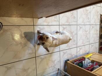 French Bulldog Dogs Available for Adoption in Grant-Valkaria, Florida - Sally | PetCurious
