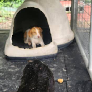Alexa -  Mixed Breed Dog for Adoption in Evensville, Tennessee - Alexa | PetCurious