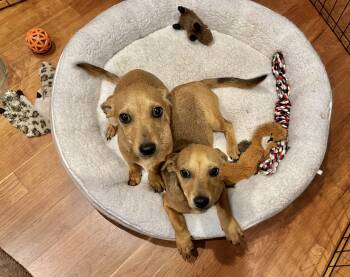 Timmie and Terrie -  Chiweenie Dog for Adoption - Timmie And Terrie | PetCurious