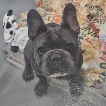 Linda -  French Bulldog Dog for Adoption in Kalamazoo, Michigan - Linda | PetCurious