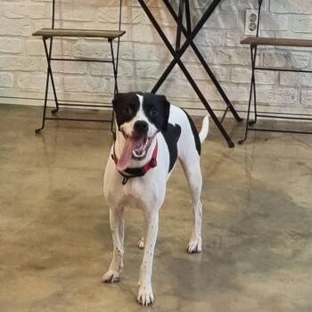 RUMI" -  English Pointer Dog for Adoption in Springfield, Virginia - RUMI" | PetCurious