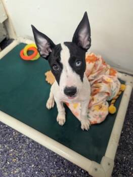 Swift -  Border Collie and Mixed Breed Dog for Adoption in Divide, Colorado - Swift | PetCurious