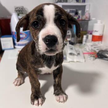 Mixed Breed Dogs Available for Adoption - Reed | PetCurious