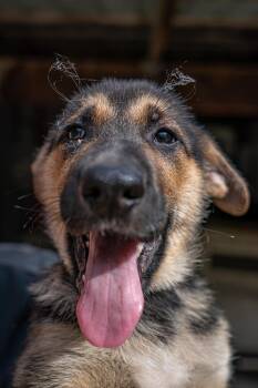 Kevin -  German Shepherd Dog Dog for Adoption in Red Wing, Minnesota - Kevin | PetCurious