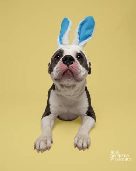 Rumple -  Pit Bull Terrier and American Bulldog Dog Available for Adoption in Winnabow, North Carolina - Rumple | PetCurious