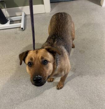 Black Mouth Cur Dogs Available for Adoption in Baldwin, Michigan - Copper | PetCurious