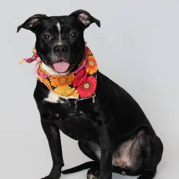 Rescue Pit Bull Terrier Dogs for Adoption in Newark, New Jersey - Pandi | PetCurious