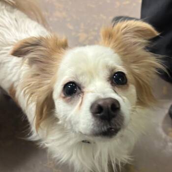 Mixed Breed Dogs Available for Adoption - Ferdie | PetCurious