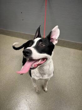 Rescue Pit Bull Terrier Dogs for Adoption in Las Vegas, Nevada - CHATTY | PetCurious