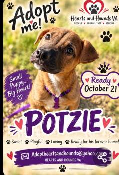 Potzie -  Pit Bull Terrier Dog for Adoption in Limestone, Tennessee - Potzie | PetCurious