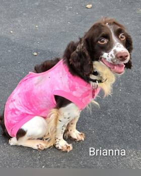 Brianna -  English Springer Spaniel Dog for Adoption in Fredericksburg, Virginia - Brianna | PetCurious